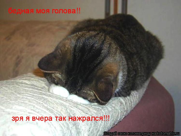 бедная моя голова!! зря я вчера так нажрался!!!... Котоматрица: бедная моя голова!! зря я вчера так нажрался!!!