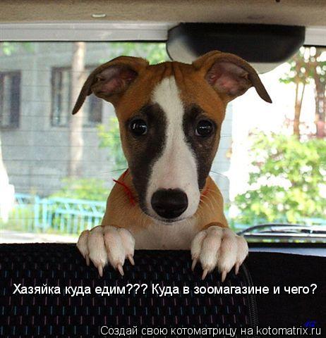 Хазяйка куда едим??? Куда в зоомагазине и чего?... Котоматрица: Хазяйка куда едим??? Куда в зоомагазине и чего?