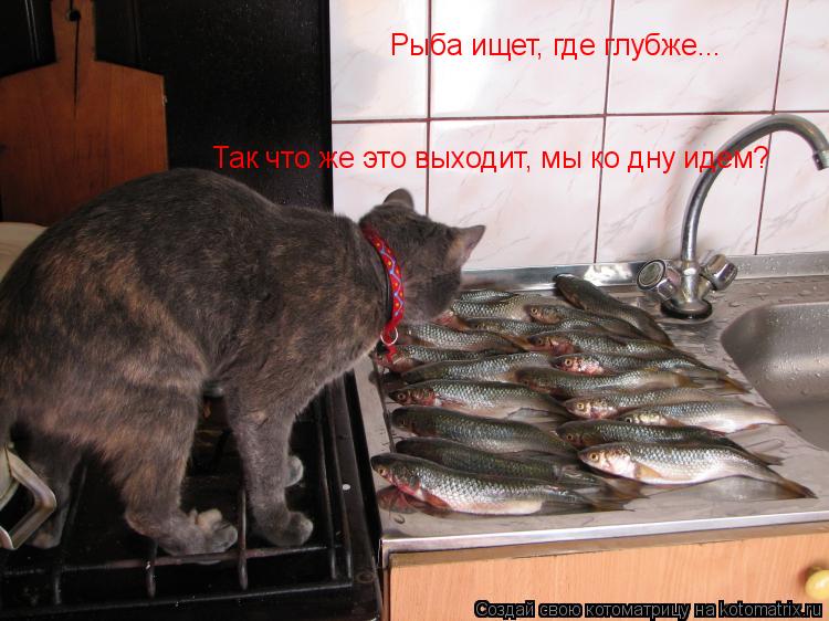 Рыба ищет, где глубже... Так что же это выходит, мы ко дну идем?... Котоматрица: Рыба ищет, где глубже... Так что же это выходит, мы ко дну идем?