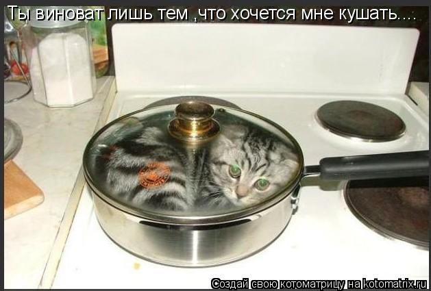 Ты виноват лишь тем ,что хочется мне кушать....... Котоматрица: Ты виноват лишь тем ,что хочется мне кушать....
