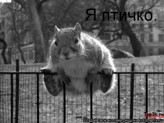 Я птичко.... Котоматрица: Я птичко.