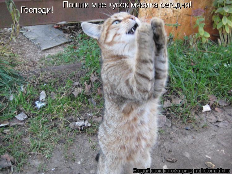 Господи! Пошли мне кусок мясика сегодня!... Котоматрица: Господи! Пошли мне кусок мясика сегодня!