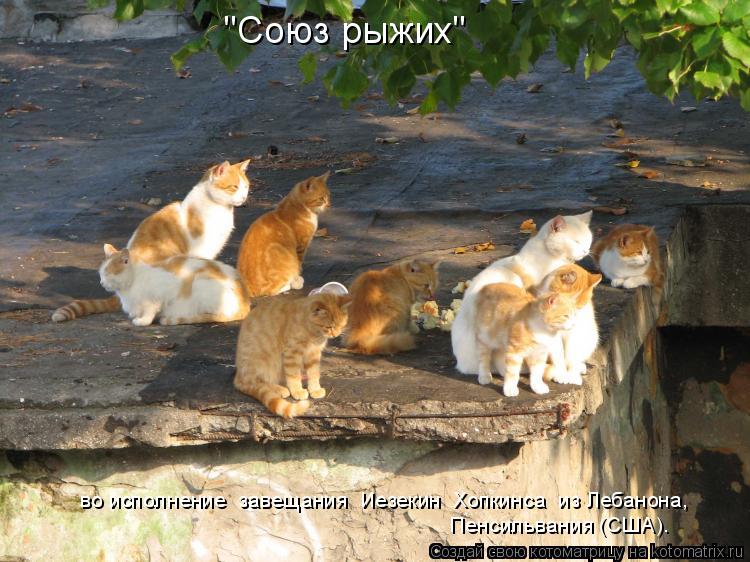 "Союз рыжих" во исполнение завещания Иезекин Хопкинса из Лебанона, Пенсильвания (США).... Котоматрица: "Союз рыжих" во исполнение завещания Иезекин Хопкинса из Лебанона, Пенсильвания (США).