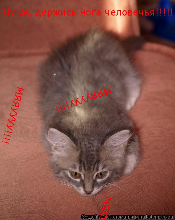 Ну сё, держись нога человечья!!!!! МЯЯУУУУ!!!! МЯЯУУУУ!!!! МЯЯУУУУ!!!!... Котоматрица: Ну сё, держись нога человечья!!!!! МЯЯУУУУ!!!! МЯЯУУУУ!!!! МЯЯУУУУ!!!!