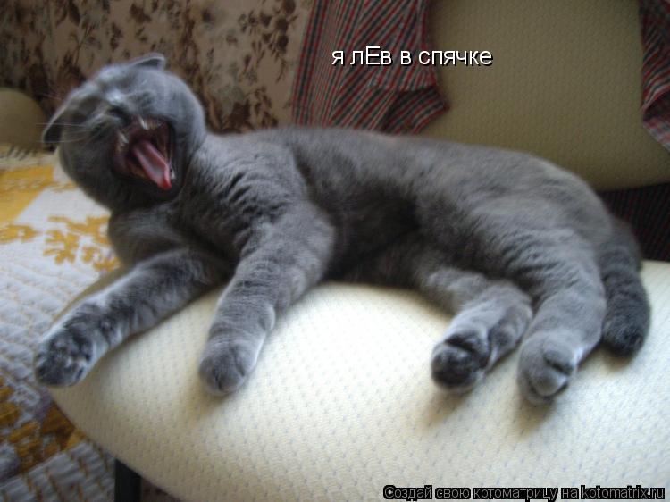 я лЕв в спячке... Котоматрица: я лЕв в спячке