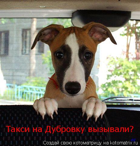 Такси на Дубровку вызывали?... Котоматрица: Такси на Дубровку вызывали?