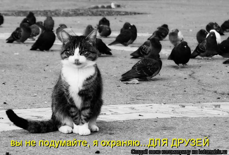 вы не подумайте, я охраняю...ДЛЯ ДРУЗЕЙ... Котоматрица: вы не подумайте, я охраняю...ДЛЯ ДРУЗЕЙ