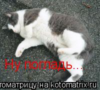 Ну погладь...... Котоматрица: Ну погладь...