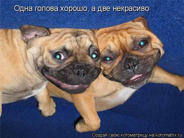 Одна голова хорошо, а две некрасиво... Котоматрица: Одна голова хорошо, а две некрасиво