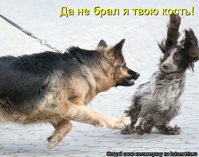 Да не брал я твою кость!... Котоматрица: Да не брал я твою кость!