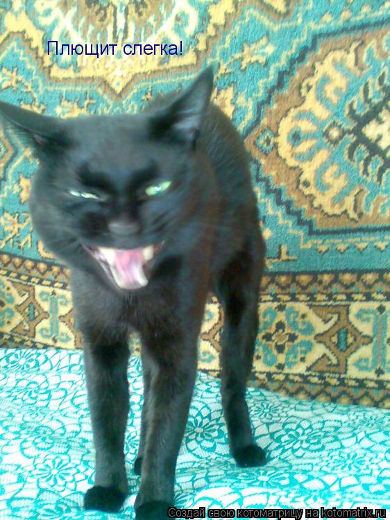 Плющит слегка!... Котоматрица: Плющит слегка!