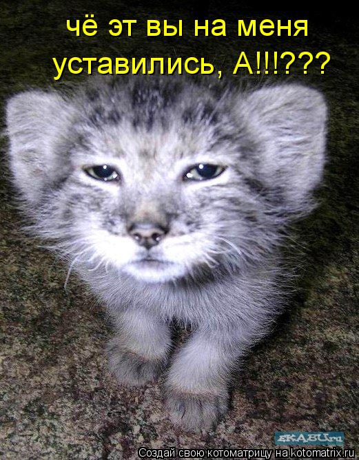 чё эт вы на меня уставились, А!!!???... Котоматрица: чё эт вы на меня уставились, А!!!???