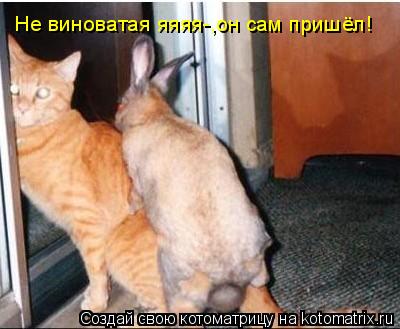 Не виноватая яяяя-,он сам пришёл!... Котоматрица: Не виноватая яяяя-,он сам пришёл!