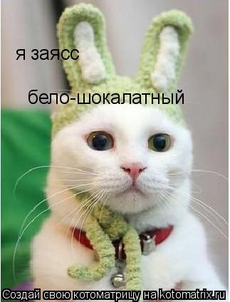 Котоматрица: я заясс бело-шокалатный