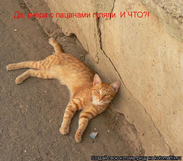 Да, вчера с пацанами гуляли. И ЧТО?!... Котоматрица: Да, вчера с пацанами гуляли. И ЧТО?!