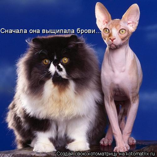 Сначала она выщипала брови...... Котоматрица: Сначала она выщипала брови...
