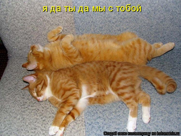 я да ты да мы с тобой... Котоматрица: я да ты да мы с тобой