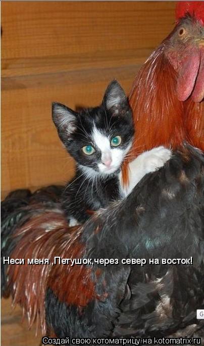 Неси меня ,Петушок,через север на восток!... Котоматрица: Неси меня ,Петушок,через север на восток!