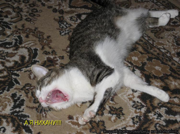 А Я НИХАЧУ!!!!... Котоматрица: А Я НИХАЧУ!!!!