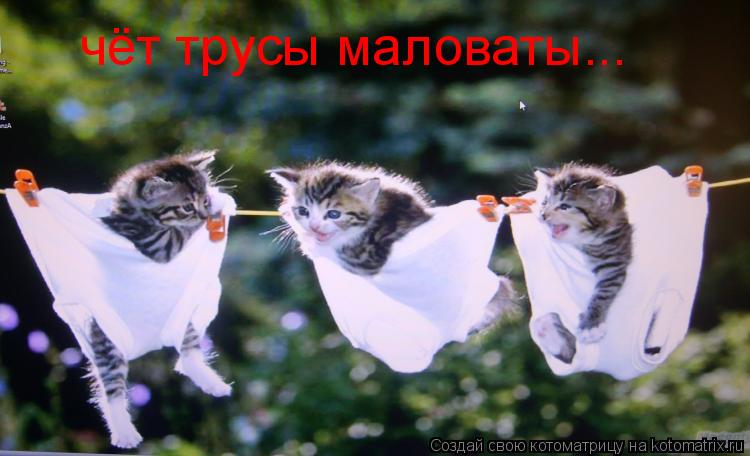 чёт трусы маловаты...... Котоматрица: чёт трусы маловаты...