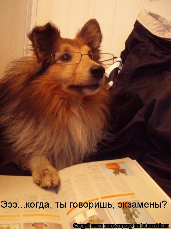 Эээ...когда, ты говоришь, экзамены?... Котоматрица: Эээ...когда, ты говоришь, экзамены?