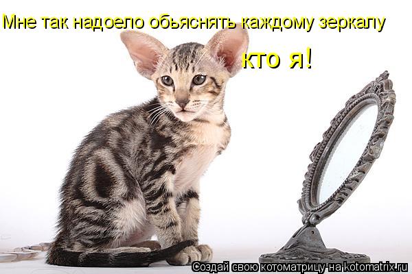 Мне так надоело обьяснять каждому зеркалу кто я!... Котоматрица: Мне так надоело обьяснять каждому зеркалу кто я!