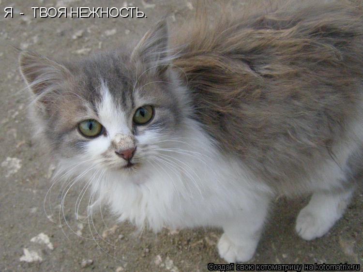 Я - ТВОЯ НЕЖНОСТЬ.... Котоматрица: Я - ТВОЯ НЕЖНОСТЬ.