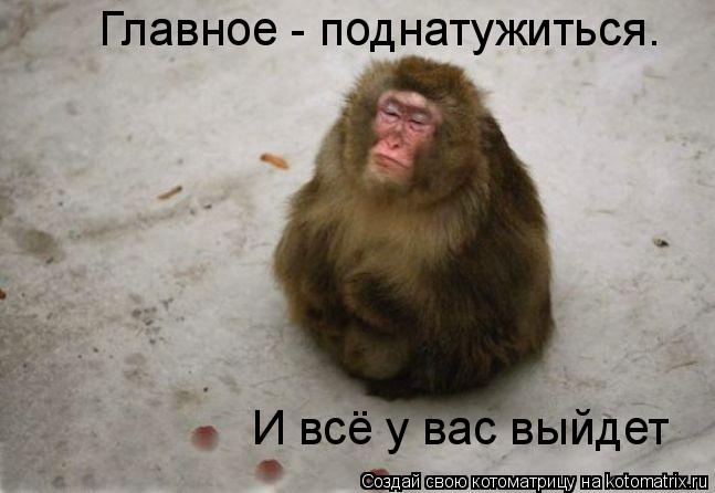 Котоматрица: Главное - поднатужиться. И всё у вас выйдет