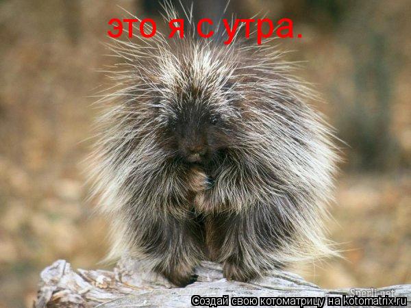 это я с утра.... Котоматрица: это я с утра.