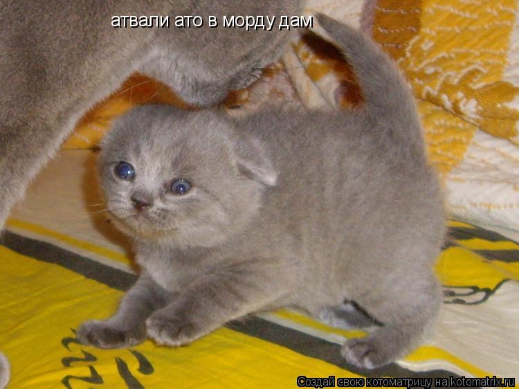 атвали ато в морду дам... Котоматрица: атвали ато в морду дам