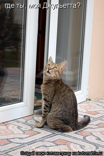 где ты, моя Джульетта?... Котоматрица: где ты, моя Джульетта?