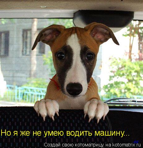 Но я же не умею водить машину...... Котоматрица: Но я же не умею водить машину...