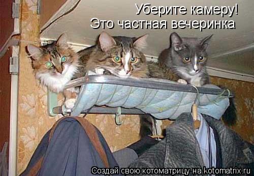 Котоматрица: Уберите камеру! Это частная вечеринка