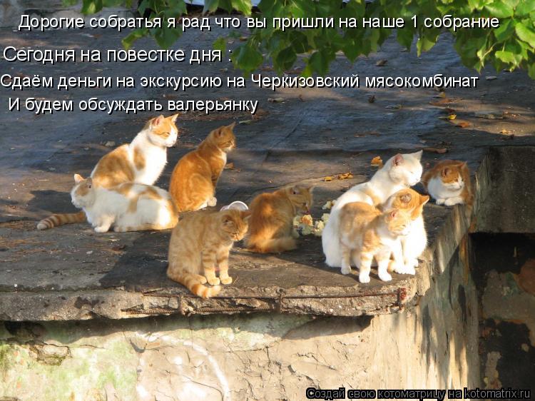 Дорогие собратья я рад что вы пришли на наше 1 собрание Сегодня на повестке дня : Сдаём деньги на экс... Котоматрица: Дорогие собратья я рад что вы пришли на наше 1 собрание Сегодня на повестке дня : Сдаём деньги на экскурсию на Черкизовский мясокомбинат И б