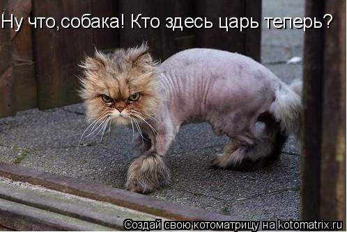 Ну что,собака! Кто здесь царь теперь?... Котоматрица: Ну что,собака! Кто здесь царь теперь?