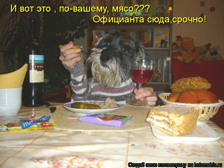 Котоматрица: Официанта сюда,срочно! И вот это , по-вашему, мясо???
