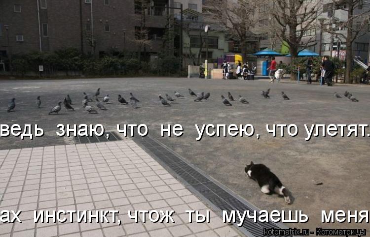 ведь знаю, что не успею, что улетят... ах инстинкт, чтож ты мучаешь меня..?!... Котоматрица: ведь знаю, что не успею, что улетят... ах инстинкт, чтож ты мучаешь меня..?!