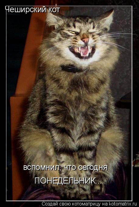 Чеширский кот вспомнил, что сегодня ПОНЕДЕЛЬНИК...... Котоматрица: Чеширский кот вспомнил, что сегодня ПОНЕДЕЛЬНИК...