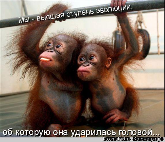 Мы - высшая ступень эволюции, об которую она ударилась головой...... Котоматрица: Мы - высшая ступень эволюции, об которую она ударилась головой...