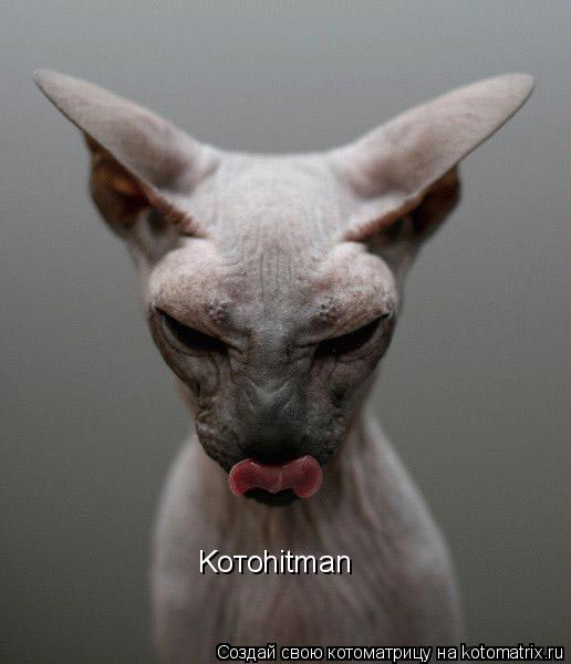 Koтоhitman... Котоматрица: Koтоhitman