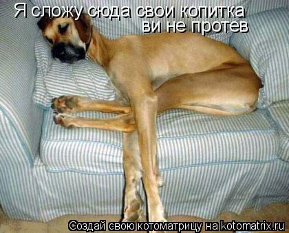 Я сложу сюда свои копитка ви не протев... Котоматрица: Я сложу сюда свои копитка ви не протев