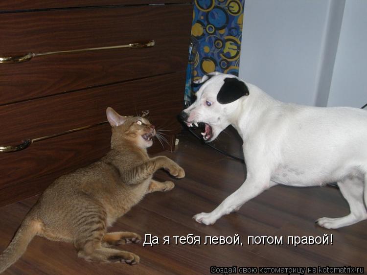 Да я тебя левой, потом правой!... Котоматрица: Да я тебя левой, потом правой!