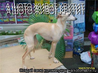А ШОТО ЖИВОТ КРУТИТ А ШОТО ЖИВОТ КРУТИТ А ШОТО ЖИВОТ КРУТИТ А ШОТО ЖИВОТ КРУТИТ... Котоматрица: А ШОТО ЖИВОТ КРУТИТ А ШОТО ЖИВОТ КРУТИТ А ШОТО ЖИВОТ КРУТИТ А ШОТО ЖИВОТ КРУТИТ