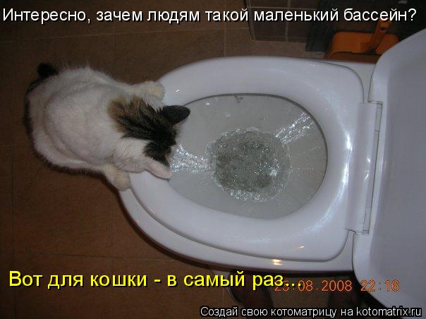 Интересно, зачем людям такой маленький бассейн? Вот для кошки - в самый раз...... Котоматрица: Интересно, зачем людям такой маленький бассейн? Вот для кошки - в самый раз...