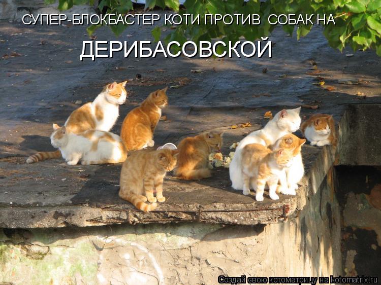 СУПЕР-БЛОКБАСТЕР КОТИ ПРОТИВ СОБАК НА ДЕРИБАСОВСКОЙ... Котоматрица: СУПЕР-БЛОКБАСТЕР КОТИ ПРОТИВ СОБАК НА ДЕРИБАСОВСКОЙ