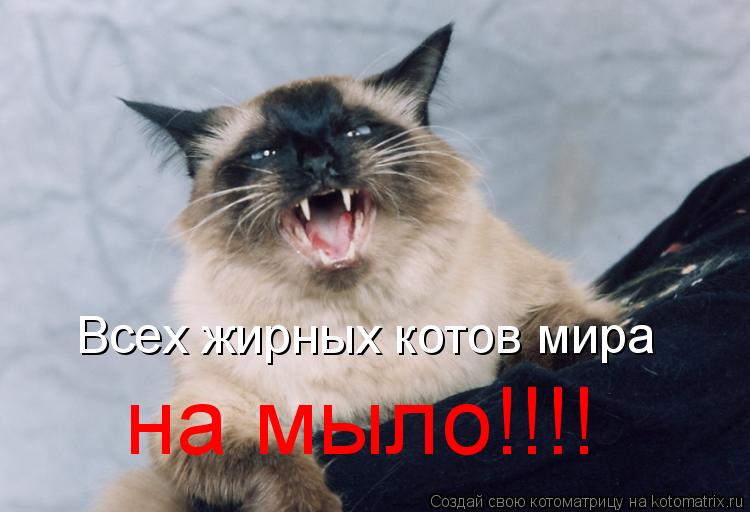 Всех жирных котов мира на мыло!!!!... Котоматрица: Всех жирных котов мира на мыло!!!!