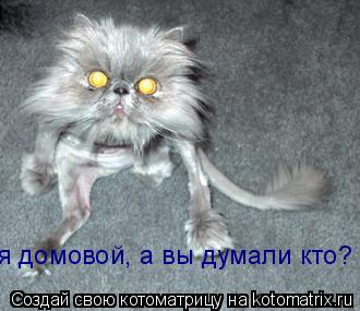 я домовой, а вы думали кто?... Котоматрица: я домовой, а вы думали кто?