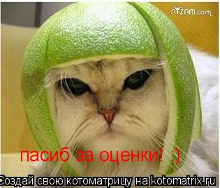 пасиб за оценки! :)... Котоматрица: пасиб за оценки! :)