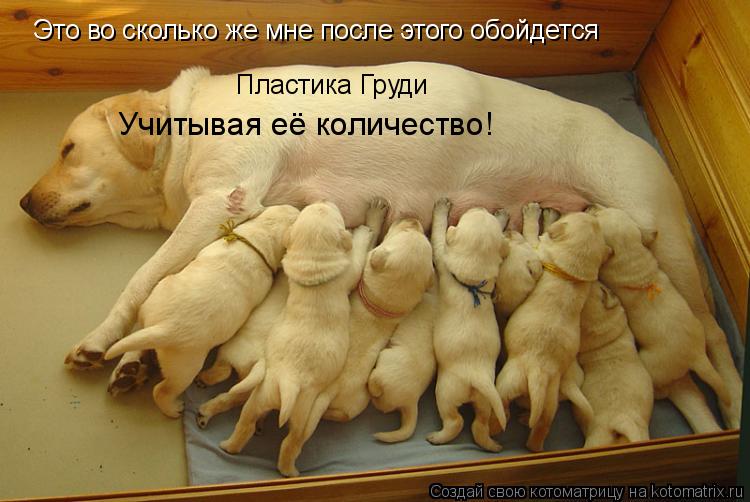 Это во сколько же мне после этого обойдется Пластика Груди Учитывая её количество!... Котоматрица: Это во сколько же мне после этого обойдется Пластика Груди Учитывая её количество!