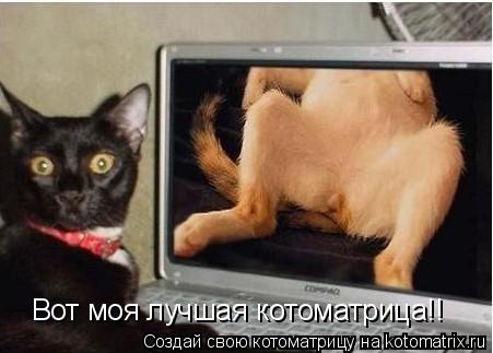 Вот моя лучшая котоматрица!!... Котоматрица: Вот моя лучшая котоматрица!!